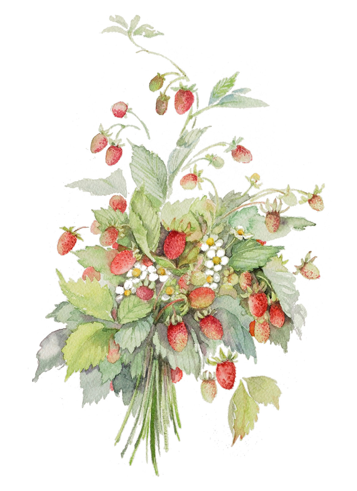 Fragoline di bosco Fragoline di bosco